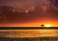 Samolepka flie 200 x 144, 64566534 - Sunset in the agricultural areas