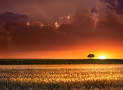 Fototapeta330 x 244  Sunset in the agricultural areas, 330 x 244 cm