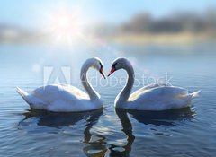 Samolepka flie 100 x 73  Swans on blue lake water in sunny day, 100 x 73 cm