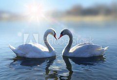 Samolepka flie 145 x 100, 64665016 - Swans on blue lake water in sunny day - Labut na modr jezero v slunench dnech