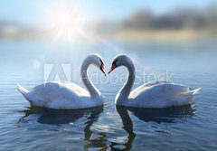 Fototapeta papr 184 x 128, 64665016 - Swans on blue lake water in sunny day - Labut na modr jezero v slunench dnech