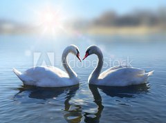 Samolepka flie 270 x 200, 64665016 - Swans on blue lake water in sunny day - Labut na modr jezero v slunench dnech