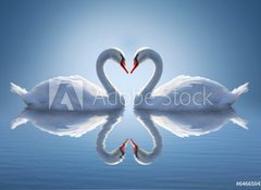 Samolepka flie 100 x 73  Romantic two swans, symbol of love., 100 x 73 cm