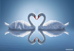 Samolepka flie 145 x 100, 64665042 - Romantic two swans,  symbol of love. - Romantick dv labut, symbol lsky.