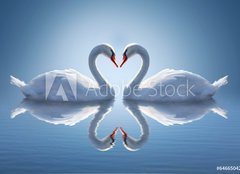 Fototapeta plátno 160 x 116, 64665042 - Romantic two swans, symbol of love. - Romantické dvě labutě, symbol lásky.