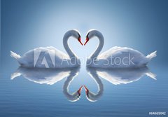 Fototapeta papr 184 x 128, 64665042 - Romantic two swans,  symbol of love. - Romantick dv labut, symbol lsky.