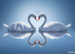 Fototapeta254 x 184  Romantic two swans, symbol of love., 254 x 184 cm