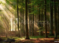 Samolepka flie 100 x 73, 64670682 - autumn forest trees. nature green wood sunlight backgrounds. - podzimn lesn stromy. proda zelen devo slunen svtlo pozad.