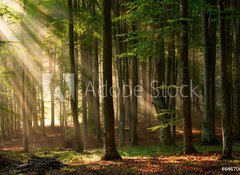 Samolepka flie 100 x 73  autumn forest trees. nature green wood sunlight backgrounds., 100 x 73 cm