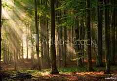 Samolepka flie 145 x 100, 64670682 - autumn forest trees. nature green wood sunlight backgrounds. - podzimn lesn stromy. proda zelen devo slunen svtlo pozad.