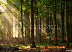 Fototapeta160 x 116  autumn forest trees. nature green wood sunlight backgrounds., 160 x 116 cm