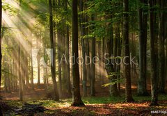 Fototapeta papr 184 x 128, 64670682 - autumn forest trees. nature green wood sunlight backgrounds.