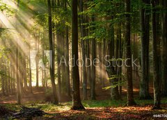 Samolepka flie 200 x 144, 64670682 - autumn forest trees. nature green wood sunlight backgrounds. - podzimn lesn stromy. proda zelen devo slunen svtlo pozad.
