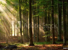 Samolepka flie 270 x 200, 64670682 - autumn forest trees. nature green wood sunlight backgrounds. - podzimn lesn stromy. proda zelen devo slunen svtlo pozad.