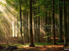 Fototapeta vliesov 270 x 200, 64670682 - autumn forest trees. nature green wood sunlight backgrounds.