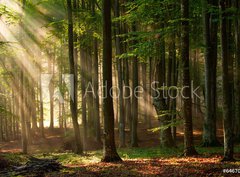 Fototapeta330 x 244  autumn forest trees. nature green wood sunlight backgrounds., 330 x 244 cm