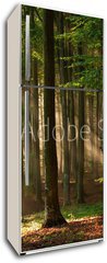 Samolepka na lednici flie 80 x 200, 64670682 - autumn forest trees. nature green wood sunlight backgrounds.