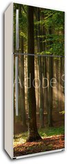 Samolepka na lednici fólie 80 x 200, 64670682 - autumn forest trees. nature green wood sunlight backgrounds. - podzimní lesní stromy. příroda zelené dřevo sluneční světlo pozadí.