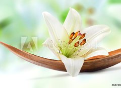 Samolepka flie 100 x 73, 64734050 - Beautiful white lily flower on a coco palm leaf - Krsn bl lilie kvt na kokosovm palmovm listu