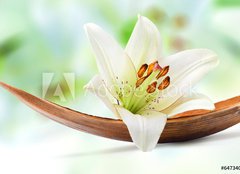 Fototapeta papr 160 x 116, 64734050 - Beautiful white lily flower on a coco palm leaf