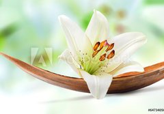 Fototapeta papr 184 x 128, 64734050 - Beautiful white lily flower on a coco palm leaf