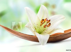 Fototapeta pltno 330 x 244, 64734050 - Beautiful white lily flower on a coco palm leaf