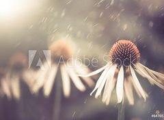 Fototapeta vliesov 100 x 73, 64765134 - summer flower under rain