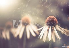 Fototapeta papr 184 x 128, 64765134 - summer flower under rain