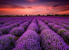 Samolepka flie 100 x 73, 64900250 - Stunning landscape with lavender field at sunset - Ohromujc krajina s levandulem pole pi zpadu slunce