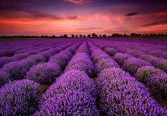 Fototapeta vliesov 145 x 100, 64900250 - Stunning landscape with lavender field at sunset