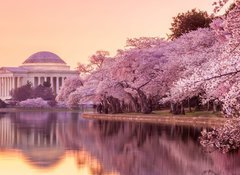 Samolepka flie 100 x 73, 64932334 - the Jefferson Memorial during the Cherry Blossom Festival