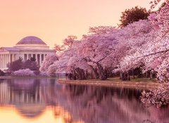 Fototapeta vliesov 100 x 73, 64932334 - the Jefferson Memorial during the Cherry Blossom Festival