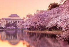 Fototapeta pltno 174 x 120, 64932334 - the Jefferson Memorial during the Cherry Blossom Festival