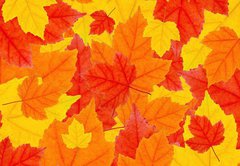 Samolepka flie 145 x 100, 6504633 - autumn leaves