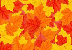 Fototapeta papr 184 x 128, 6504633 - autumn leaves - podzimn list