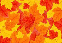 Fototapeta papr 184 x 128, 6504633 - autumn leaves