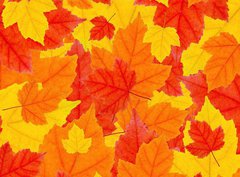Fototapeta330 x 244  autumn leaves, 330 x 244 cm
