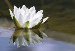 Samolepka flie 145 x 100, 653618 - white delicate water lily