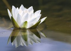 Fototapeta plátno 160 x 116, 653618 - white delicate water lily - bílá jemná leknína