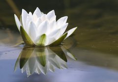 Fototapeta184 x 128  white delicate water lily, 184 x 128 cm