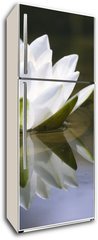 Samolepka na lednici fólie 80 x 200, 653618 - white delicate water lily - bílá jemná leknína