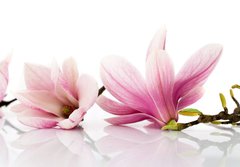 Fototapeta papr 184 x 128, 6579047 - flowers - kvtiny