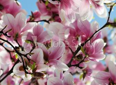 Samolepka flie 100 x 73  Magnolia tree blossom, 100 x 73 cm