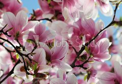 Samolepka flie 145 x 100, 65813621 - Magnolia tree blossom - Kvetouc strom magnlie