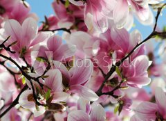 Fototapeta pltno 160 x 116, 65813621 - Magnolia tree blossom - Kvetouc strom magnlie