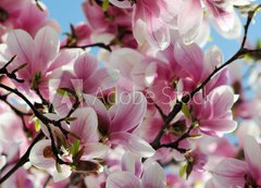 Samolepka flie 200 x 144  Magnolia tree blossom, 200 x 144 cm
