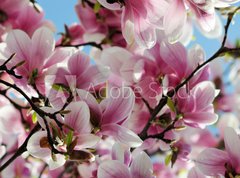 Fototapeta vliesov 270 x 200, 65813621 - Magnolia tree blossom - Kvetouc strom magnlie