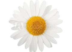 Samolepka flie 100 x 73, 65929799 - White daisy - Bl sedmikrska