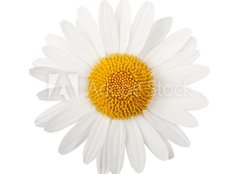 Fototapeta160 x 116  White daisy, 160 x 116 cm