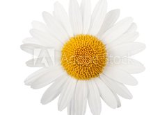 Fototapeta174 x 120  White daisy, 174 x 120 cm